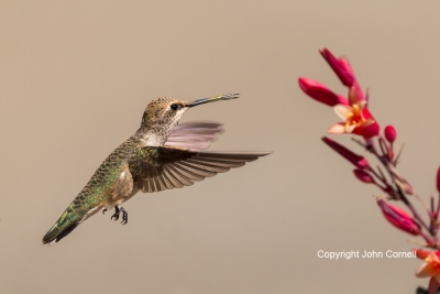 Archilochus-alexandri;Black-chinned-Hummingbird;Flying-Bird;Hummingbird;Photogra
